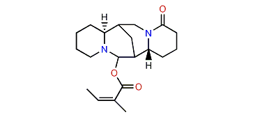 13-Angeloyloxylupanine