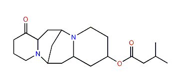 13-Methylbutyryloxylupanine