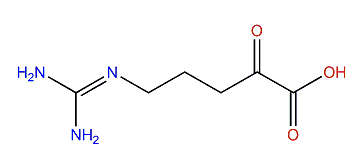 5-Guanidino-2-oxopentanoic acid