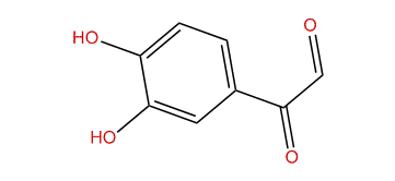 3,4-Dihydroxyphenylglyoxal