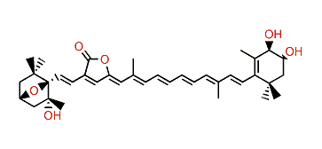 3,6-Epoxy-3',4',5-trihydroxy-12',13',20'-trinor-b,b-caroten-19,11-olide