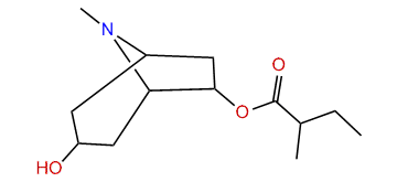 6-(2-Methylbutyroxy)-tropan-3-ol