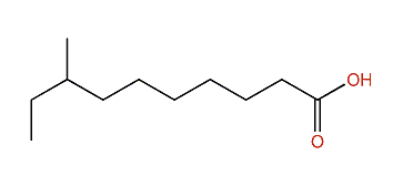 8-Methyldecanoic acid