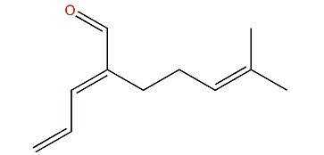 (E)-Filamental