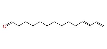 (E)-11,13-Tetradecadienal