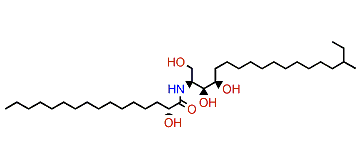 LMCer-2-1