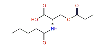 N-4-Methylvaleroyl-O-isobutyroyl-l-serine