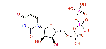 Uridine 5'-(tetrahydrogen triphosphate)