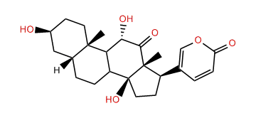 Arenobufagin