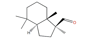 Austrodoral