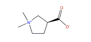 beta-Stachydrine