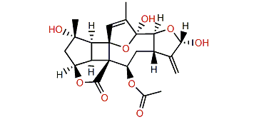 Bielschowskysin