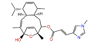 Caribaeorane