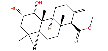 Coelodiol