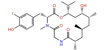 Doliculide