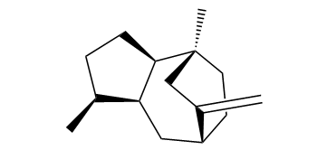 Isorotundene