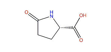 (S)-5-Oxopyrrolidine-2-carboxylic acid