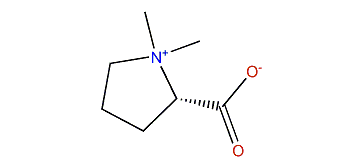 L-Stachydrine