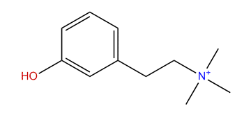 Leptodactyline