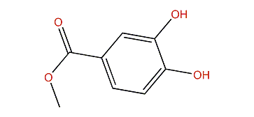 Methyl 3,4-dihydroxybenzoate