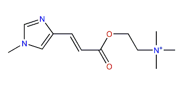 N-Methylmurexine