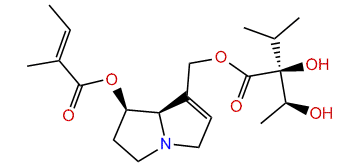 7-Tigloylintermedine