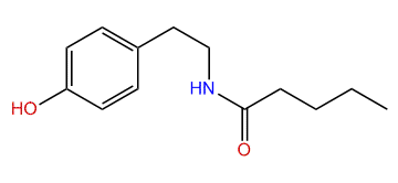 N-[2-(4-Hydroxyphenyl)ethyl]-pentanamide