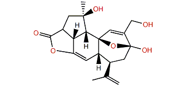 Plumarellide