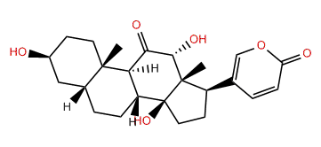 Pseudobufarenogin