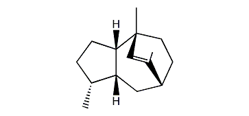 Rotundene