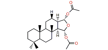 Spongiane